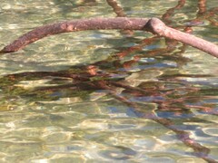 Carcharhinus melanopterus