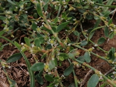 Polygonum aviculare