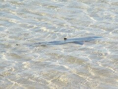 Carcharhinus melanopterus