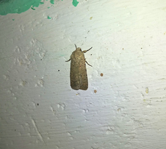 Caradrina clavipalpis