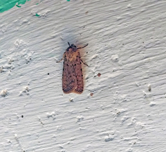 Caradrina clavipalpis