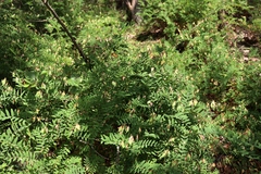 Vicia cassubica