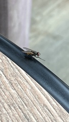 Musca domestica