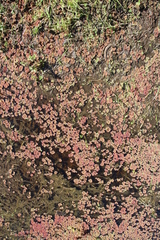 Azolla rubra