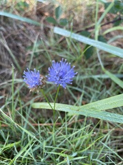 Jasione