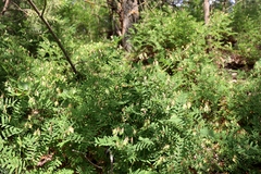Vicia cassubica