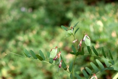 Vicia cassubica
