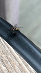Musca domestica