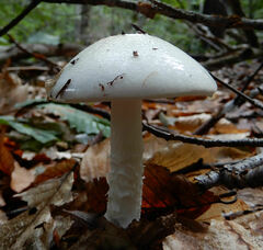Hygrophorus eburneus
