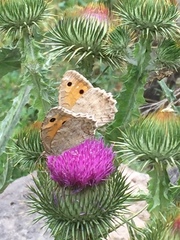 Pseudochazara pelopea