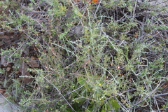 Pentzia incana
