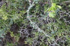 Cissampelos capensis