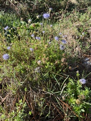 Jasione