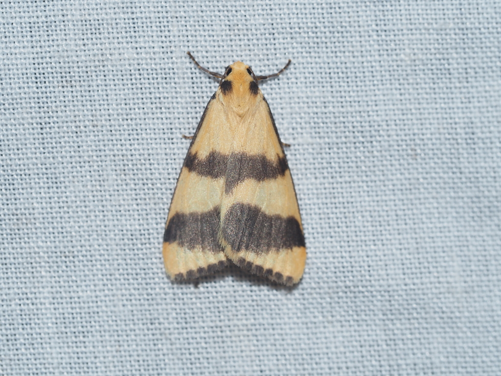 Termessa orthocrossa
