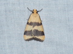 Termessa orthocrossa