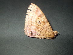 Speiredonia spectans