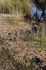 Azolla rubra