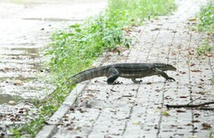Varanus salvator bivittatus