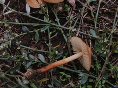 Marasmius