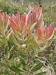 Protea