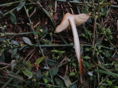 Marasmius
