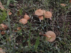 Marasmius