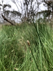 Eleocharis acuta