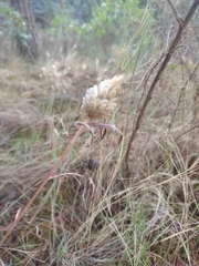 Leuzea conifera