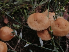 Marasmius