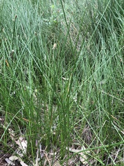 Eleocharis acuta