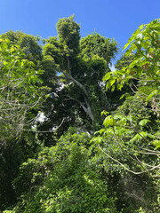 Planchonella cinerea