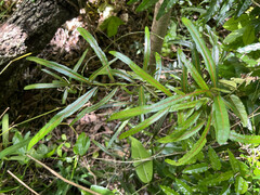 Planchonella cinerea