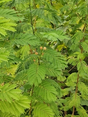 Leucaena leucocephala