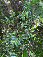 Ventilago neocaledonica