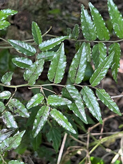 Ventilago neocaledonica