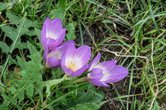 Colchicum speciosum