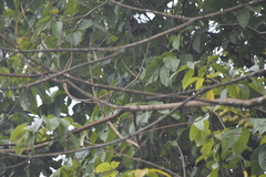 Hypothymis azurea styani