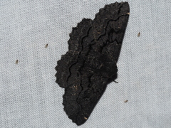 Melanodes anthracitaria