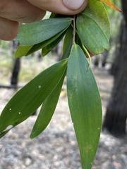 Asteromyrtus symphyocarpa