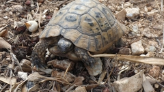 Testudo graeca