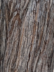 Asteromyrtus symphyocarpa