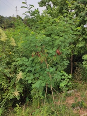 Leucaena leucocephala