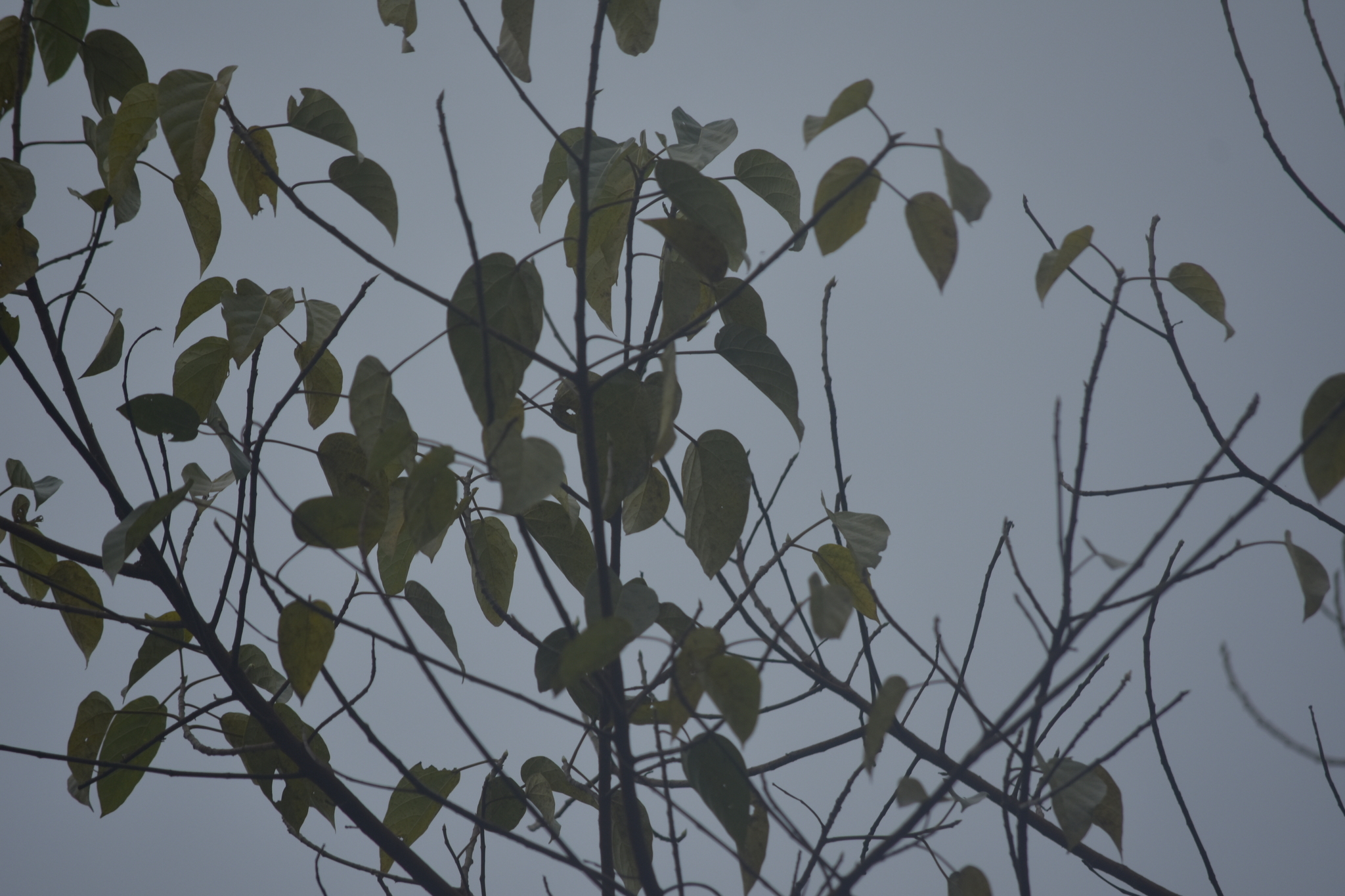 Ficus variegata (Ficus variegata)