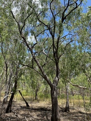 Asteromyrtus symphyocarpa