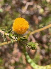 Lycopodiifoliae