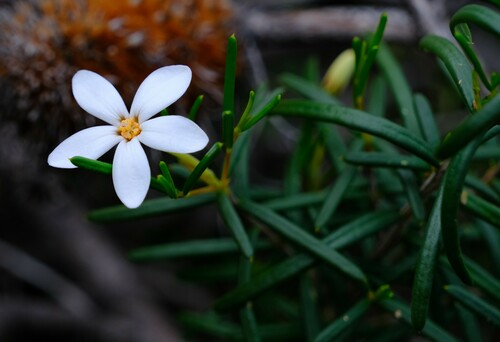 wedding bush (Ricinocarpos undulatus)