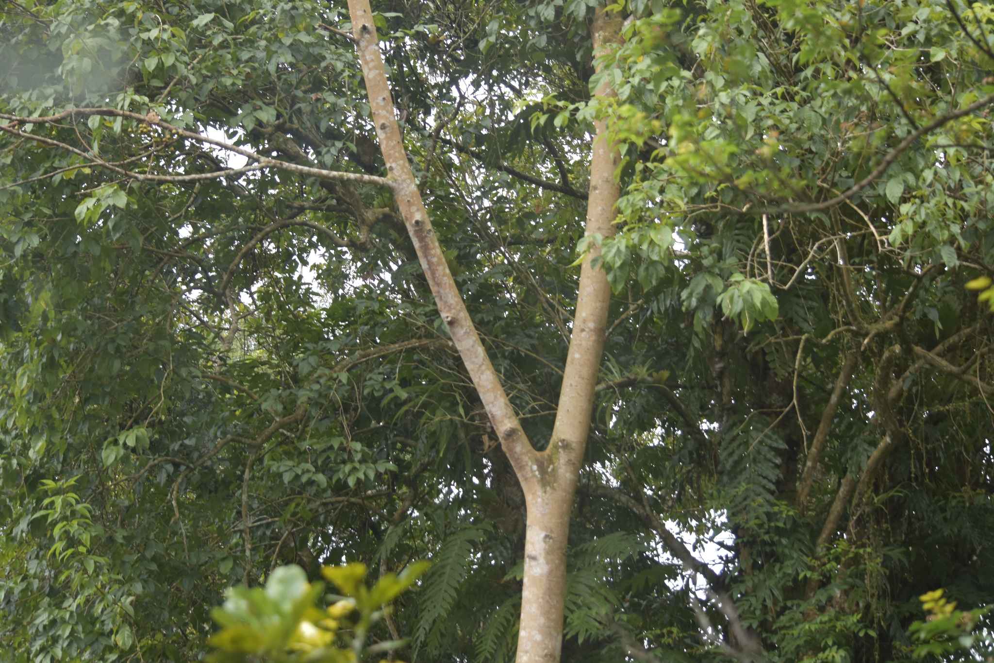 Ficus variegata — ảnh 2