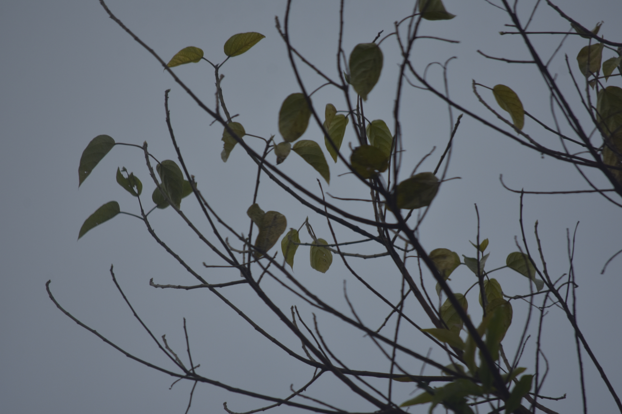 Ficus variegata — ảnh 3