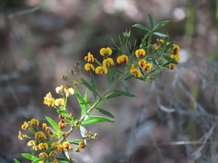 Daviesia umbellulata