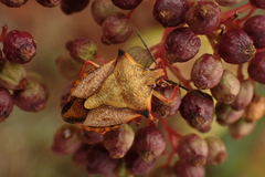 Carpocoris mediterraneus